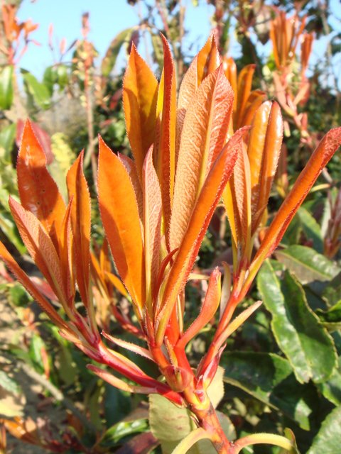 Photinia glabra feuille P26